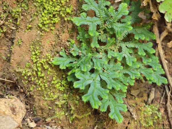 Fern leaf close-up — Stock Photo, Image