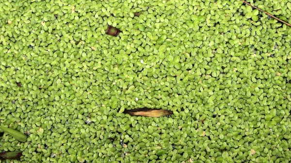 La surface est recouverte de lentille verte — Photo