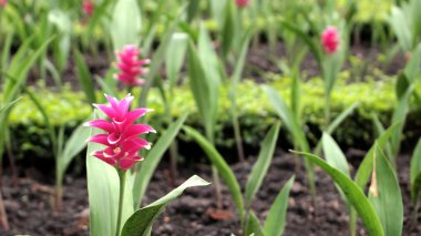 Bahçedeki çiçekler