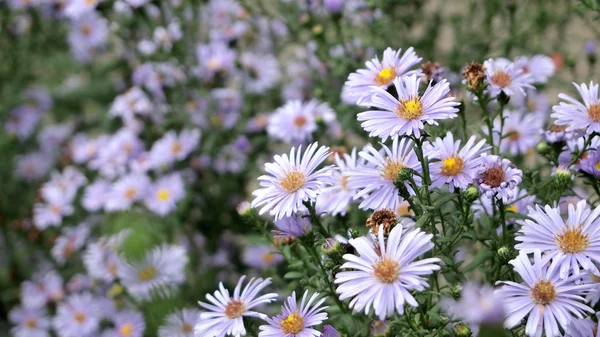 Blommor på ängen — Stockfoto