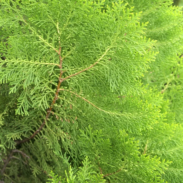 松の木をクローズ アップ — ストック写真
