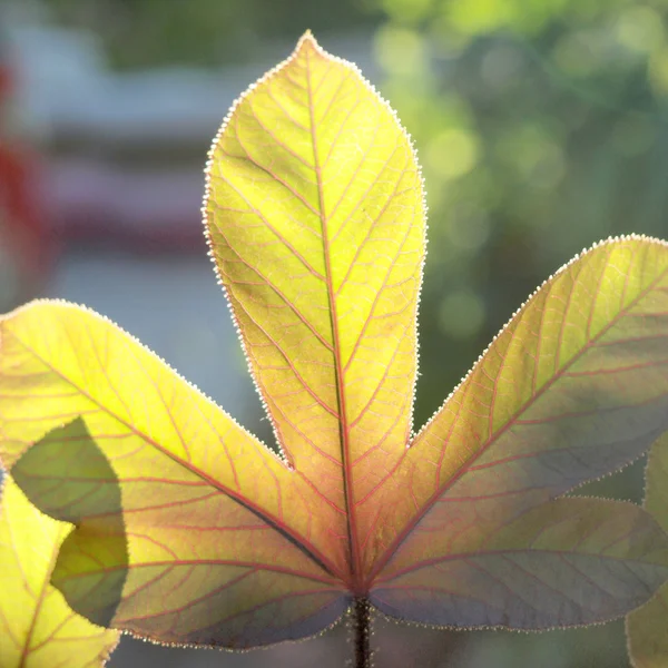 Leaves in blurred background — Stock Photo, Image