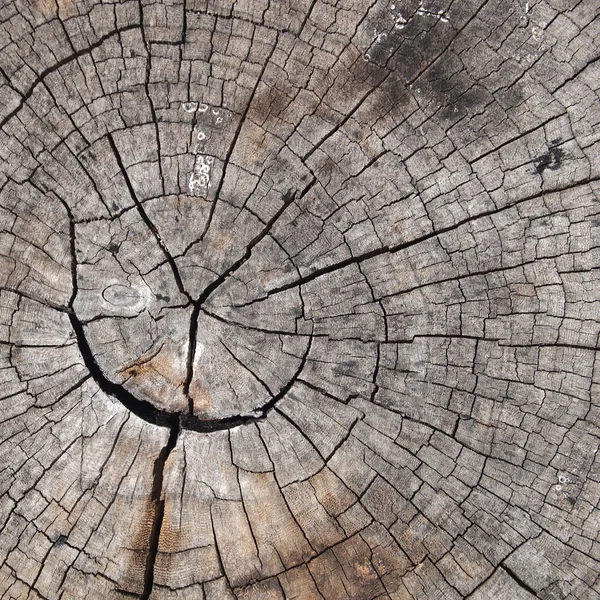 Altes rissiges Holz aus nächster Nähe — Stockfoto