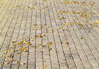 Yolda sarı yapraklar var. Sonbahar yolu ve düşen yapraklar.