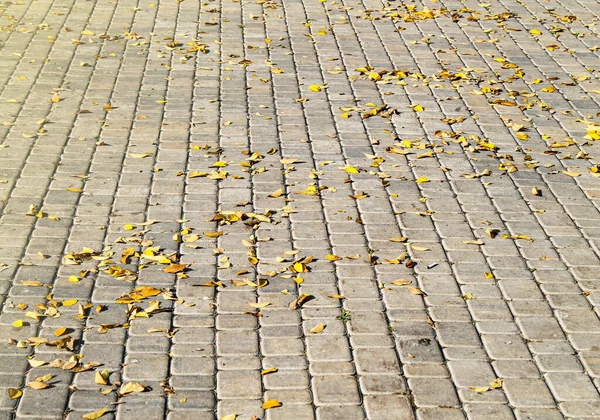 Yolda sarı yapraklar var. Sonbahar yolu ve düşen yapraklar.