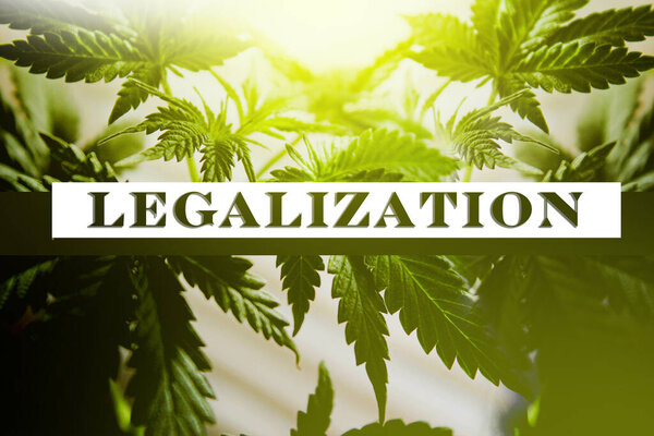 Cannabis legalization. Cannabis leaves with the inscription legalized. 