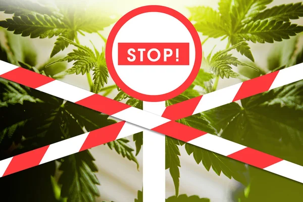 Förbjuda Cannabis Röda Och Vita Band Täcker Cannabisplantan Begränsning Spridningen — Stockfoto