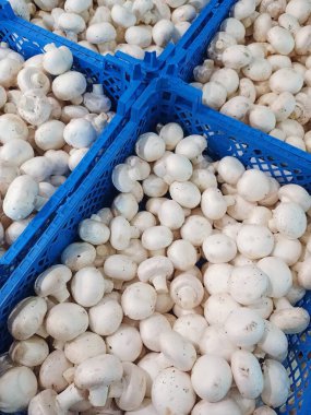 Kutuda şampiyon mantarları. Sepette toplanmış Porcini mantarları. Mantarlı sera.