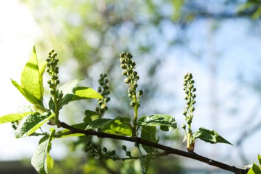 Bir kuş vişnesi dalı. Tomurcuklar şişmiş. Çiçekli kuş kirazı. Yakın plan..