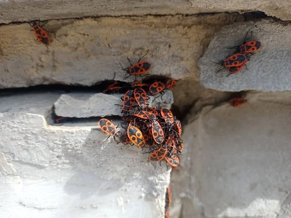 Red beetles in a flock bask in the sun. Insects crawl out into the sun. Colony of insects in a heap. There are many beetles in the stone.