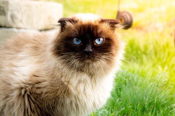 Beautiful Cat Blue Eyes Cat Green Grass Wild Cat Nature — Stock Photo, Image