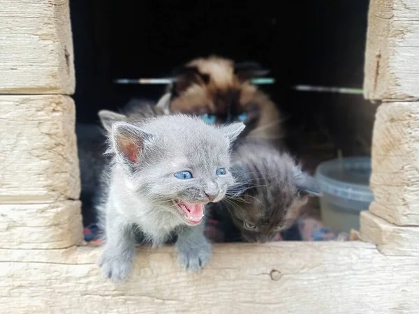 Kedi Yavru Kediler Yeni Doğmuş Kedi Yavruları Kapanıyor Kedi Bir — Stok fotoğraf