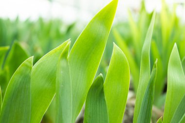 Yeşil çimenler kapanıyor. Güneş ışınları çimlerin üzerinde parlıyor. Yeşil açıklık kapanıyor. Büyük çimen yaprakları. Çimler taze..