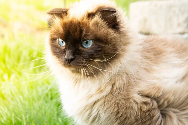 Beautiful Cat Blue Eyes Cat Green Grass Wild Cat Nature — Stock Photo, Image