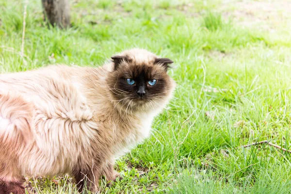 Beautiful Cat Blue Eyes Cat Green Grass Wild Cat Nature — Stock Photo, Image