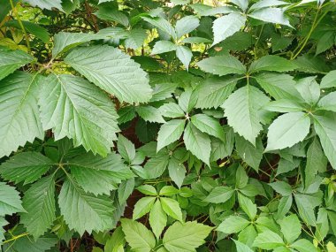 Yeşil yapraklar yaklaşıyor. Dekoratif çalılıklardan bariyer.