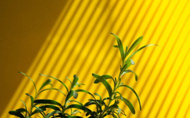 Biberiye yaprakları izole bir zeminde. Biberiye yağı şişede.