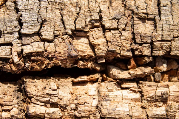 Çürük ağaç. Çürümüş bir ağacın kalıntıları..