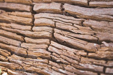 Çürümüş bir ağaca yakın çekim. Tahtadaki çatlaklar. Yaşlı ağaç kütüğünde kırılır.