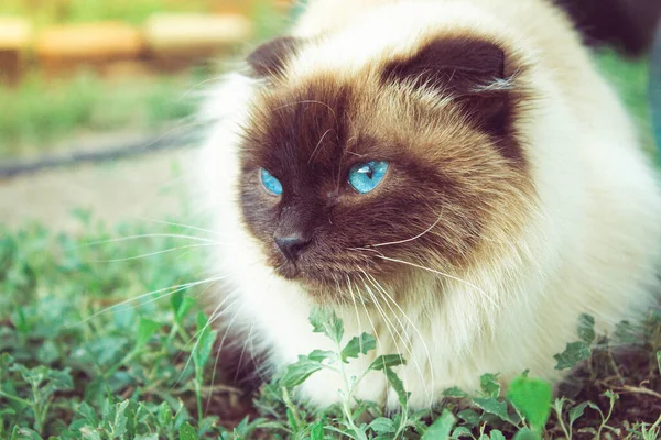 Cat Blue Eyes Beautiful Cat Sitting Grass Siamese Cat Close — Stock Photo, Image