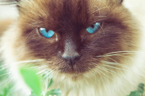 Cat with blue eyes. A beautiful cat is sitting in the grass. — Stock Photo, Image