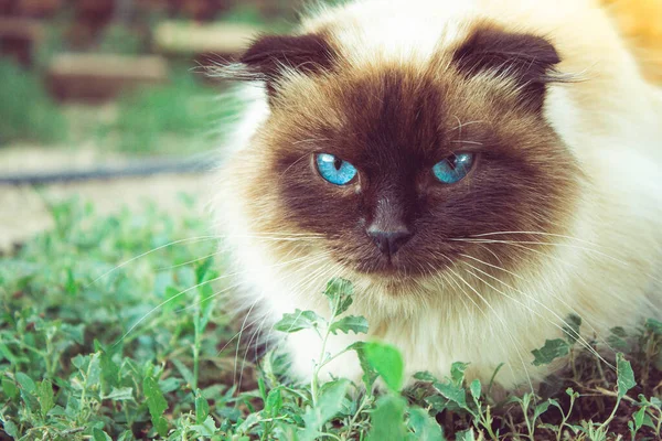 Cat with blue eyes. A beautiful cat is sitting in the grass. — Stock Photo, Image