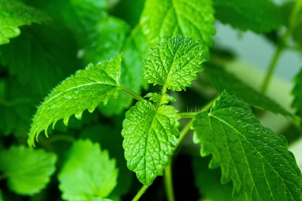 Las Hojas Menta Acercan Hojas Menta Verde Verdes Una Olla — Foto de Stock