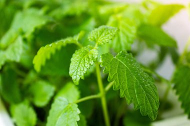 Nane yaprakları yakın. Yeşil nane yaprakları. Bir tencerede yeşiller. Çay yaprakları. Melissa yakın plan..