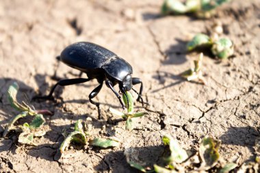 Böcek ot yer. Siyah böcek ve yeşil yaprak. Yerdeki siyah bir böcek ot yer..