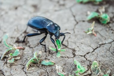Böcek ot yer. Siyah böcek ve yeşil yaprak. Yerdeki siyah bir böcek ot yer..