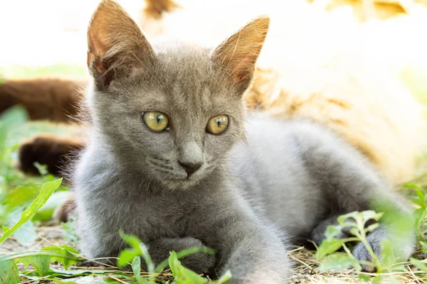 Kitten Green Grass Small Kitten Lies Ground Siamese Cat Close — Stock Photo, Image