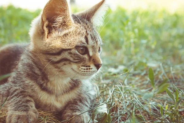 Kitten Green Grass Small Kitten Lies Ground Siamese Cat Close — Stock Photo, Image