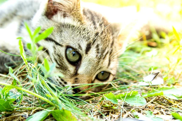 Kitten Green Grass Small Kitten Lies Ground Siamese Cat Close — Stock Photo, Image