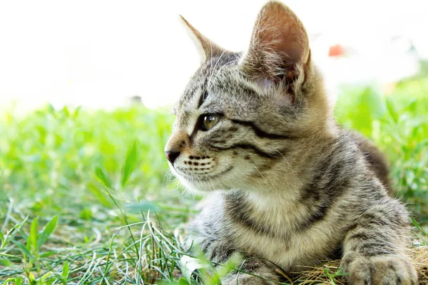 Kitten Green Grass Small Kitten Lies Ground Siamese Cat Close — Stock Photo, Image