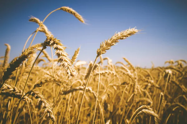 Tarweveld Tarweoren Hand Van Boer Rogge Het Veld Voor Oogst — Stockfoto