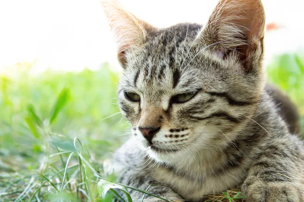 Kitten Green Grass Small Kitten Lies Ground Siamese Cat Close — Stock Photo, Image