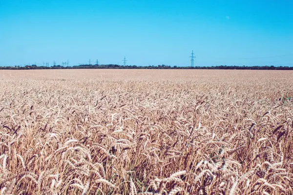 Tarweveld Tarweoren Hand Van Boer Rogge Het Veld Voor Oogst — Stockfoto