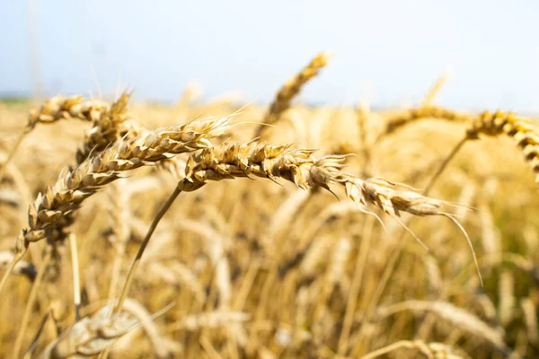Orejas de trigo en la mano del granjero. Centeno en el campo antes de la cosecha. —  Fotos de Stock