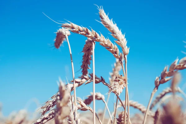 Tarweoren in de hand van de boer. Rogge in het veld vóór de oogst. — Stockfoto