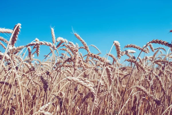 Orejas de trigo en la mano del granjero. Centeno en el campo antes de la cosecha. —  Fotos de Stock
