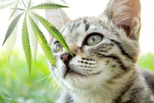 Cat and hemp. The cat is sniffing a cannabis leaf.