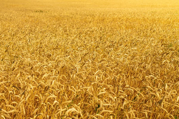 Orejas de trigo en la mano del granjero. Centeno en el campo antes de la cosecha. —  Fotos de Stock