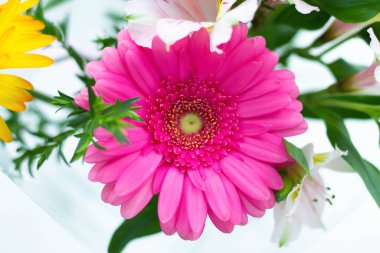 Çok güzel çiçekler. Beyaz arka planda bir buket çok renkli çiçek. 8 Mart 'ta şenlik buketi. Uluslararası Kadınlar Günü. Annemin tatili. Doğum günü.