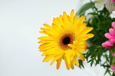 Çok güzel çiçekler. Beyaz arka planda bir buket çok renkli çiçek. 8 Mart 'ta şenlik buketi. Uluslararası Kadınlar Günü. Annemin tatili. Doğum günü.