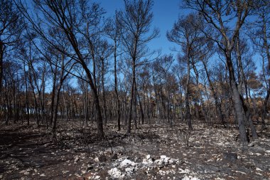 ağaçları ile yangından sonra arazi