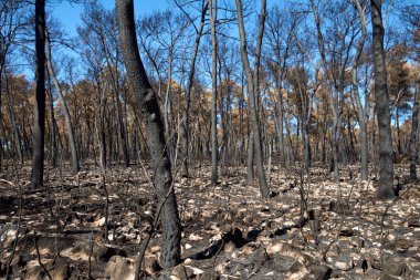 ağaçları ile yangından sonra arazi