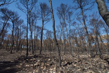 ağaçları ile yangından sonra arazi