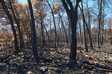 ağaçları ile yangından sonra arazi