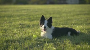 Köpek eğitimi - Egzersiz Toparlama - Sınır Collie