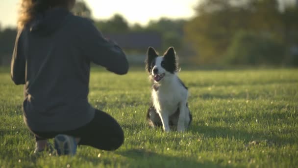 Обучение Собак Тренировка Послушания Собак — стоковое видео